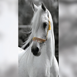 PVC Paneele (Bild aus PVC  )